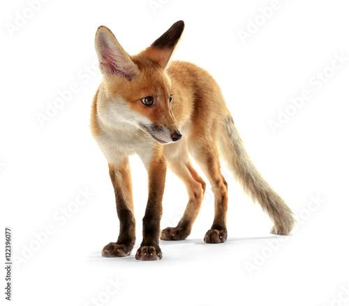 Cute fox cub isolated on white