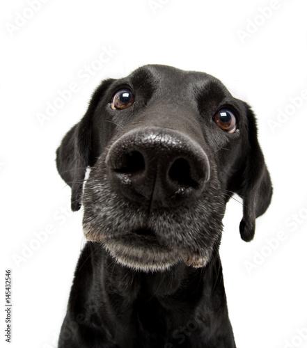 Curious Labrador