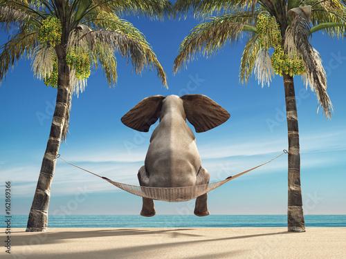 An elephant sitting in a hammock