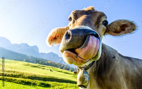 funny cow