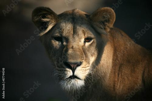 Lioness