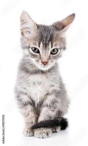 Cute little grey kitten